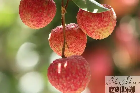 香山鸡嘴荔枝