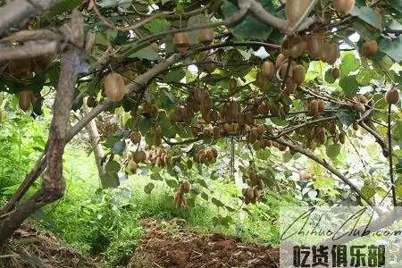 Xiangxi Kiwi