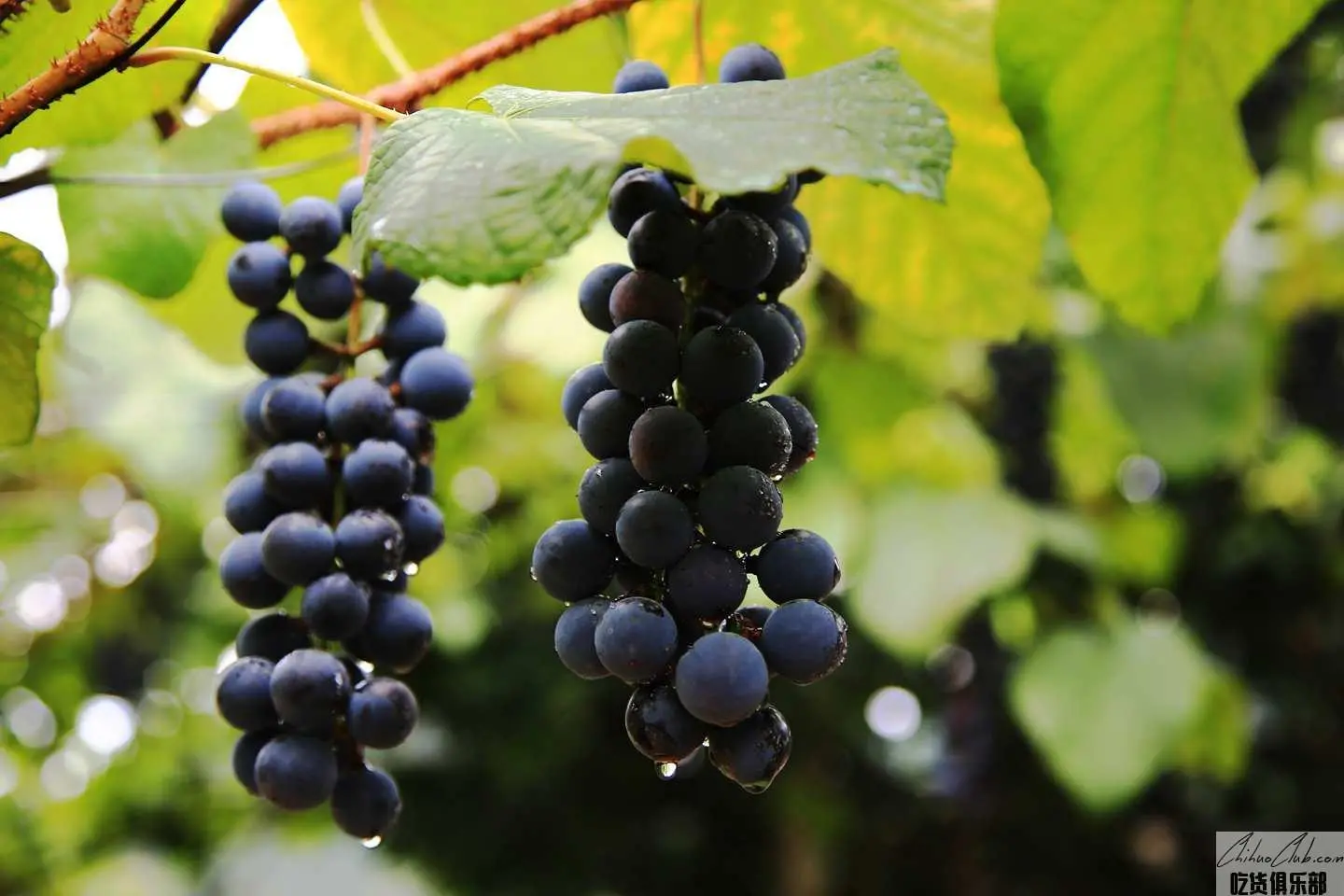 Xiang Pearl grape