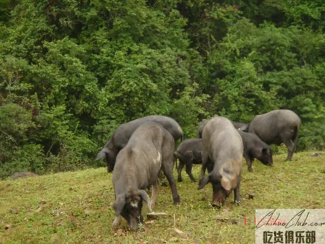 西昌高山黑猪