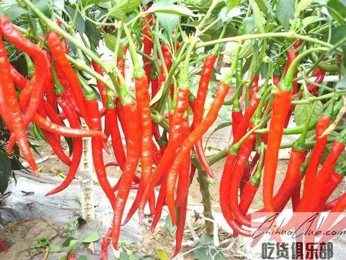 Xichong Chilli