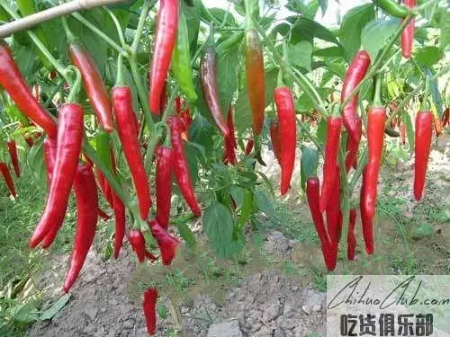 Xiehe Chilli