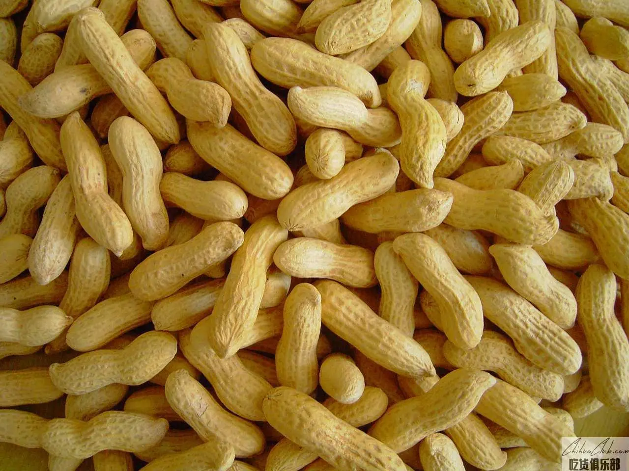 Xinchang Peanut (Xiao Jingsheng)