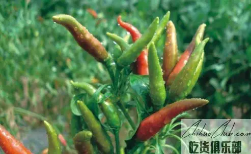 Xindian Qixing Chilli