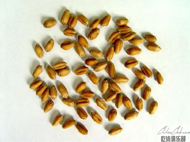 Xinghua red wheat