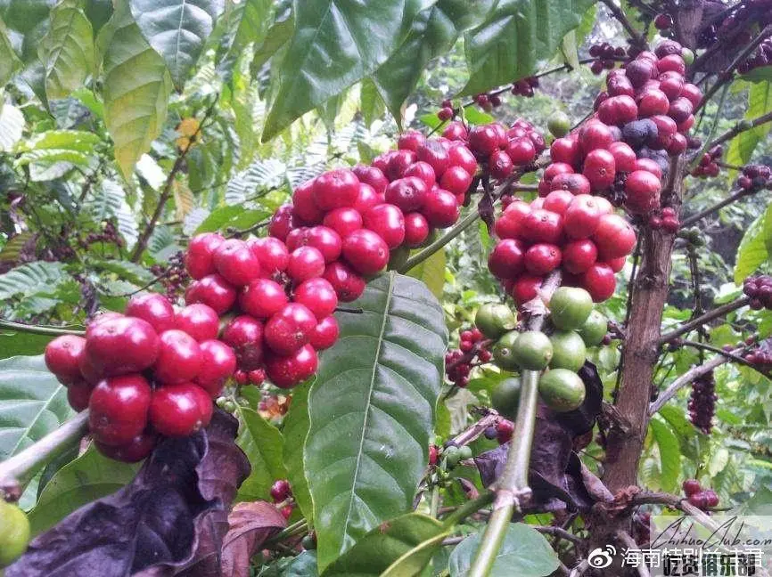 Xinglong coffee