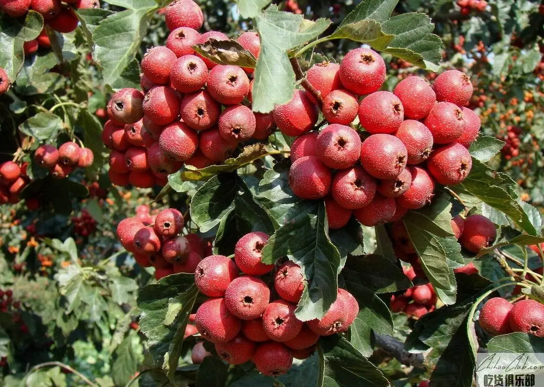 Xinglong Hawthorn (Xinglong Red Fruit)