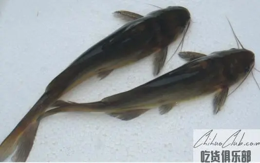 Xinjin yellow-head catFish