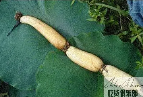 Xinken Lotus Root