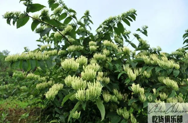 秀山金银花