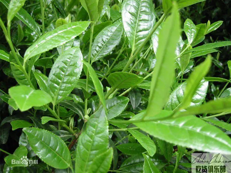 Xiyan Oolong Tea