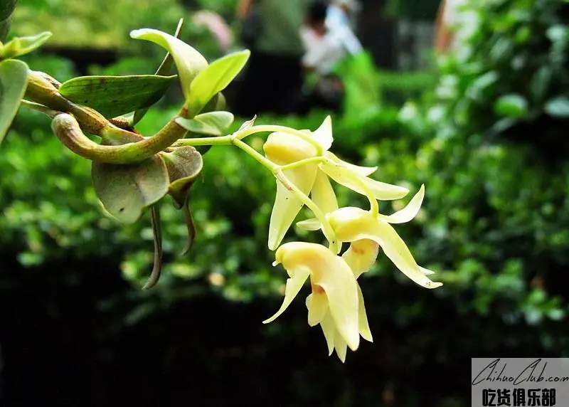 Yachang Dendrobium