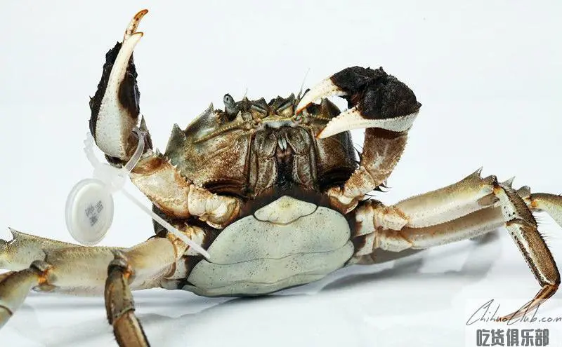 Yangcheng Lake hairy crabs