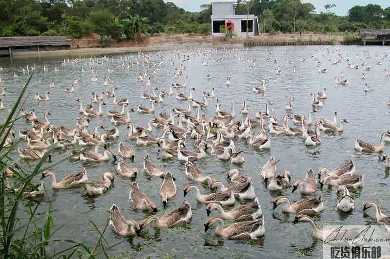 Yangjiang Yellow Pelican Goose