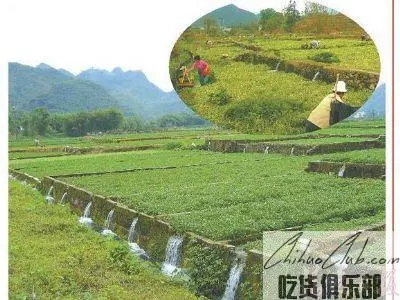 阳山西洋菜