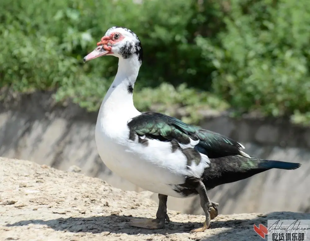 Yangxin Muscovy duck