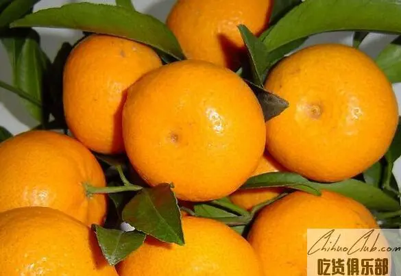 Yanjiang mandarin Orange