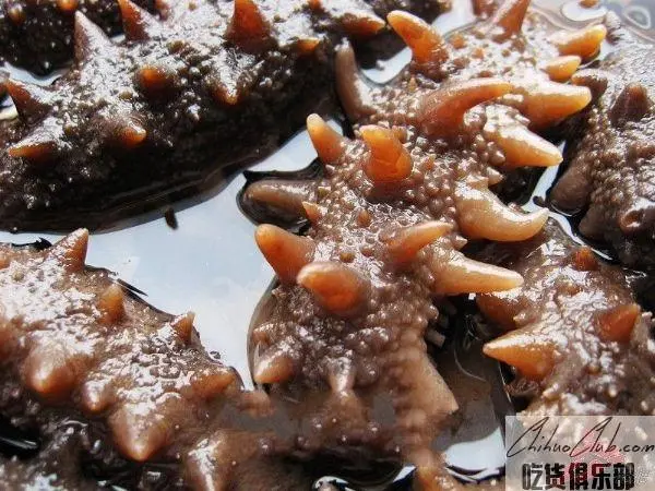 Yantai Sea Cucumber