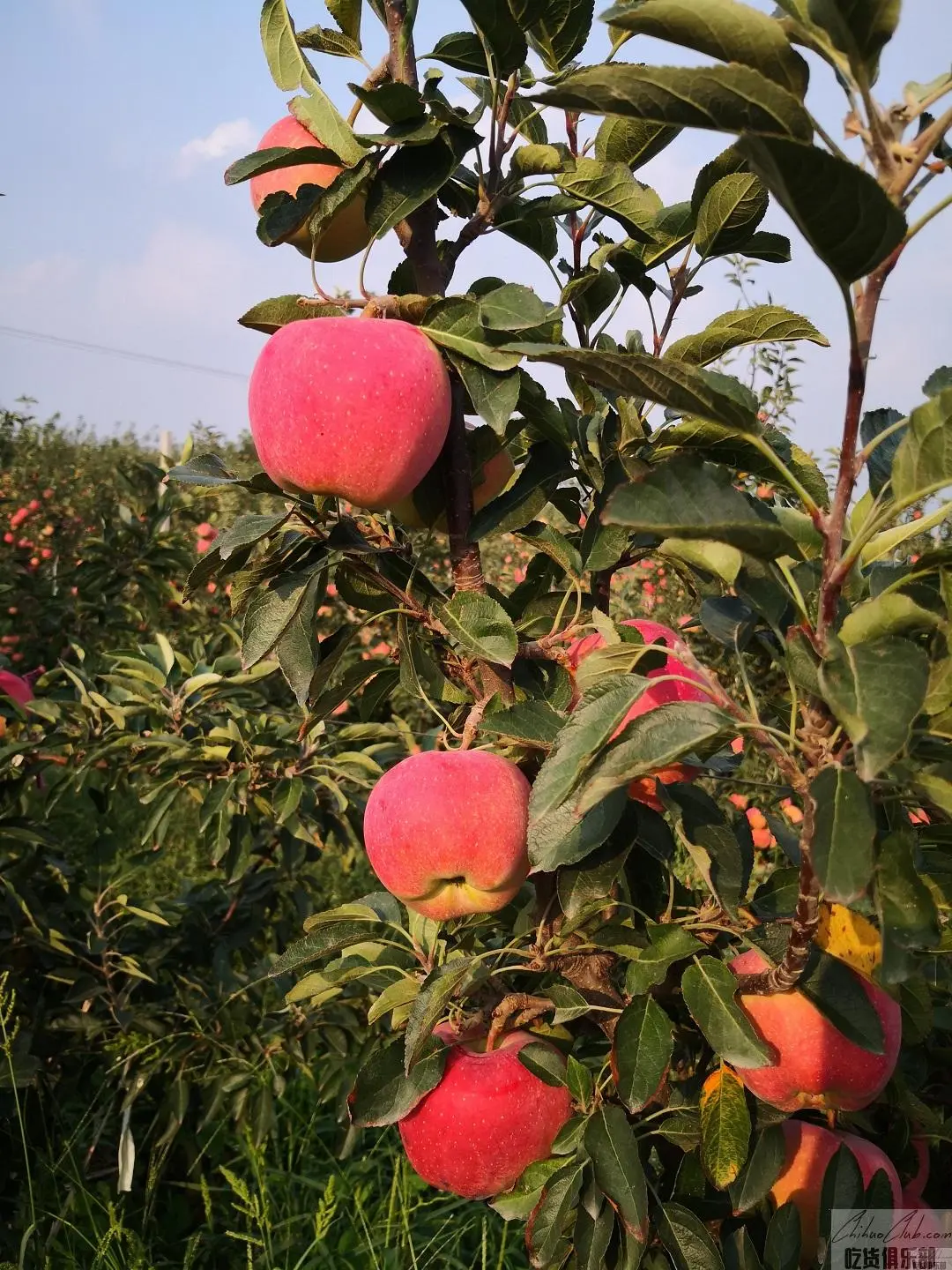 烟台苹果