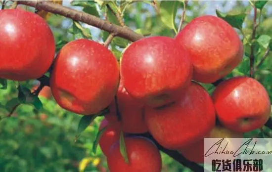 Yanyuan apple