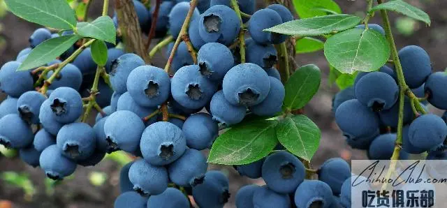伊春蓝莓