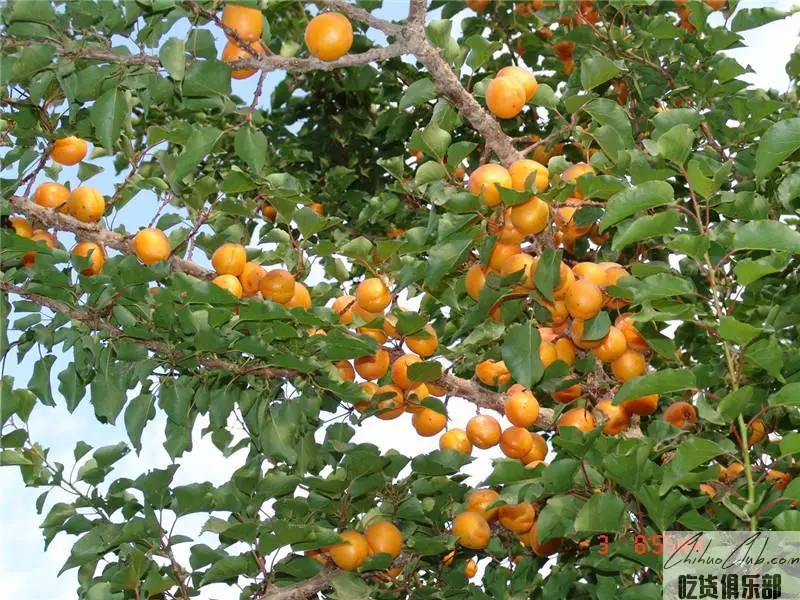 Yingji Sha Apricot