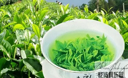 英山云雾茶