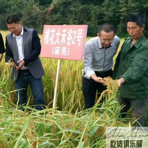 弋阳大禾谷