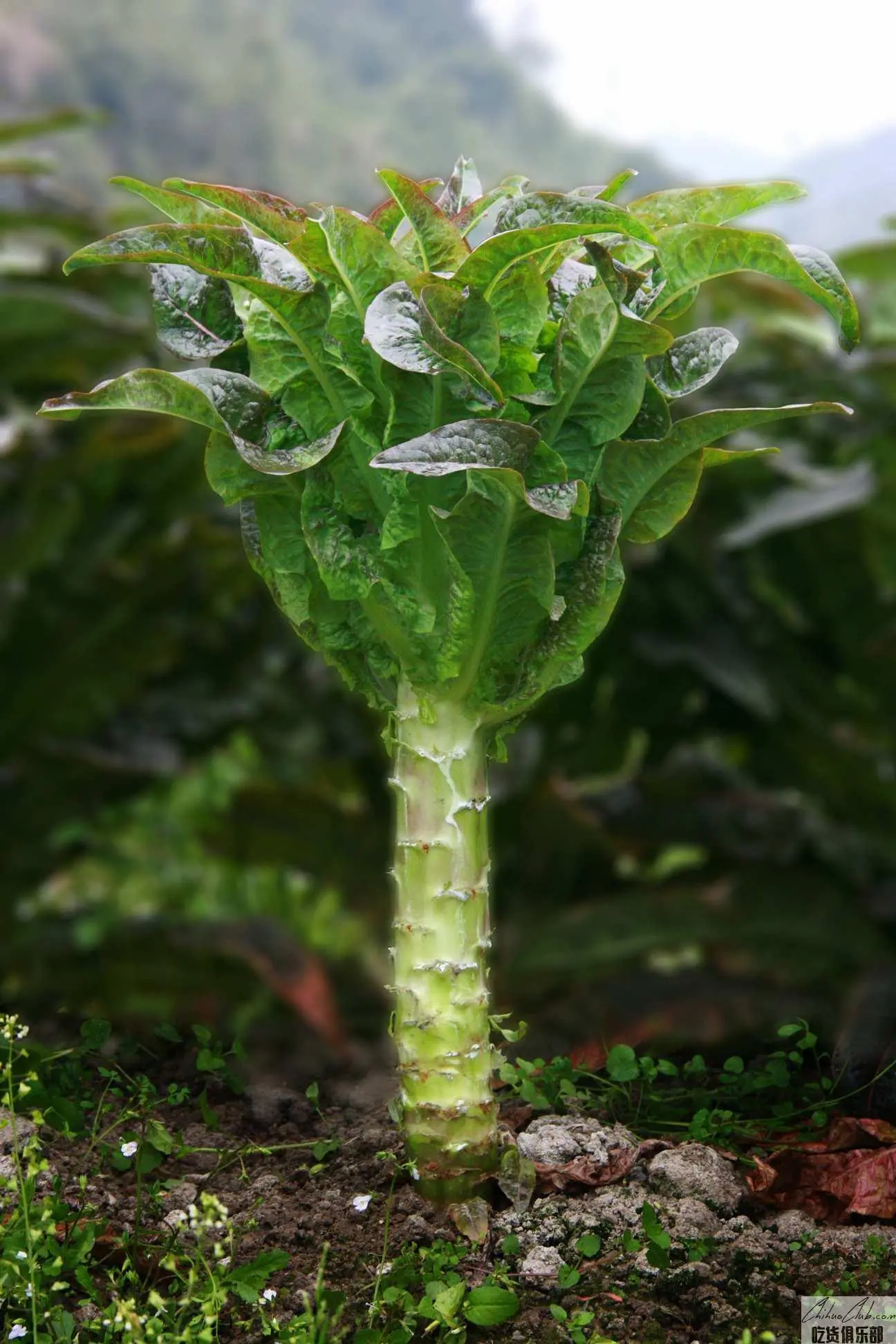 Yongan Lettuce