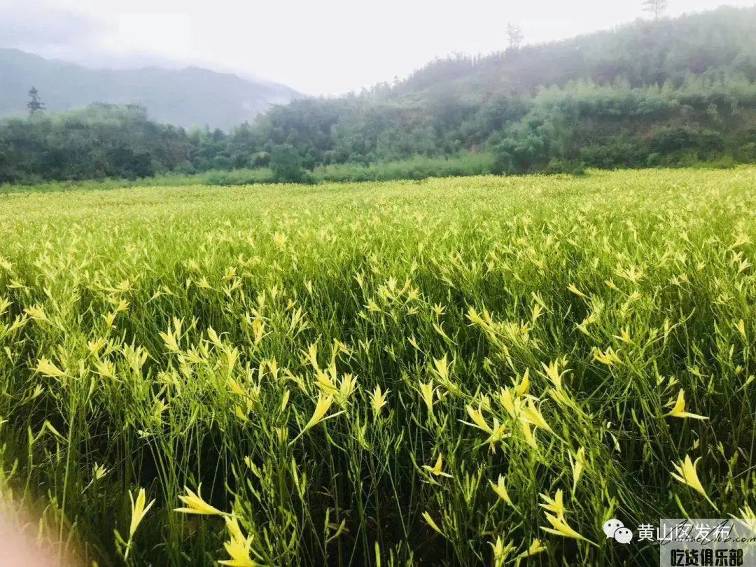 永丰萱草