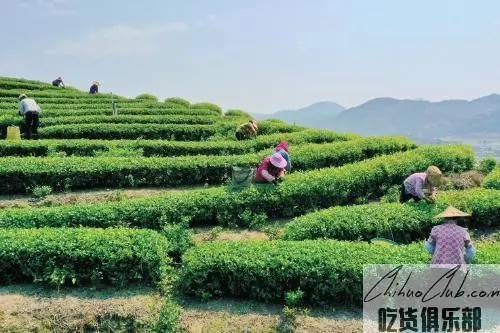 永福高山茶