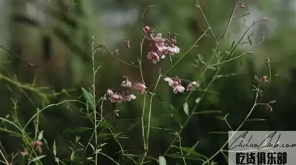 尉犁罗布麻茶