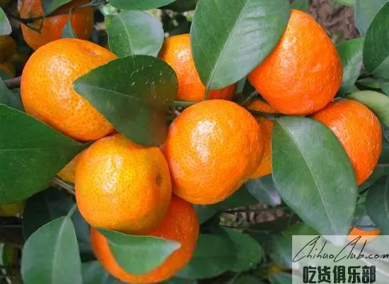 Yunan seedless sand sugar Orange