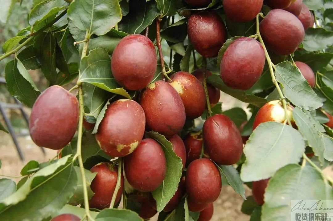 Zanhuang jujube