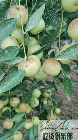 枣树行玉铃铛枣