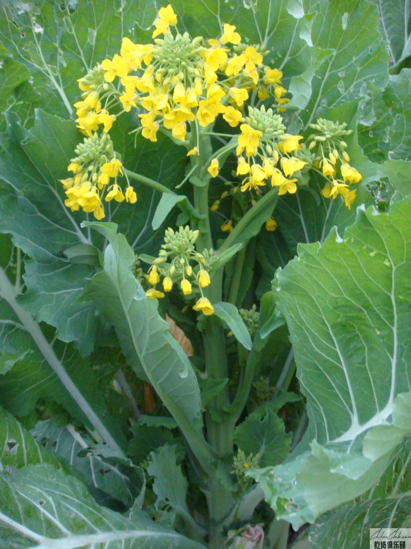 Zengcheng Chinese flowering cabbage