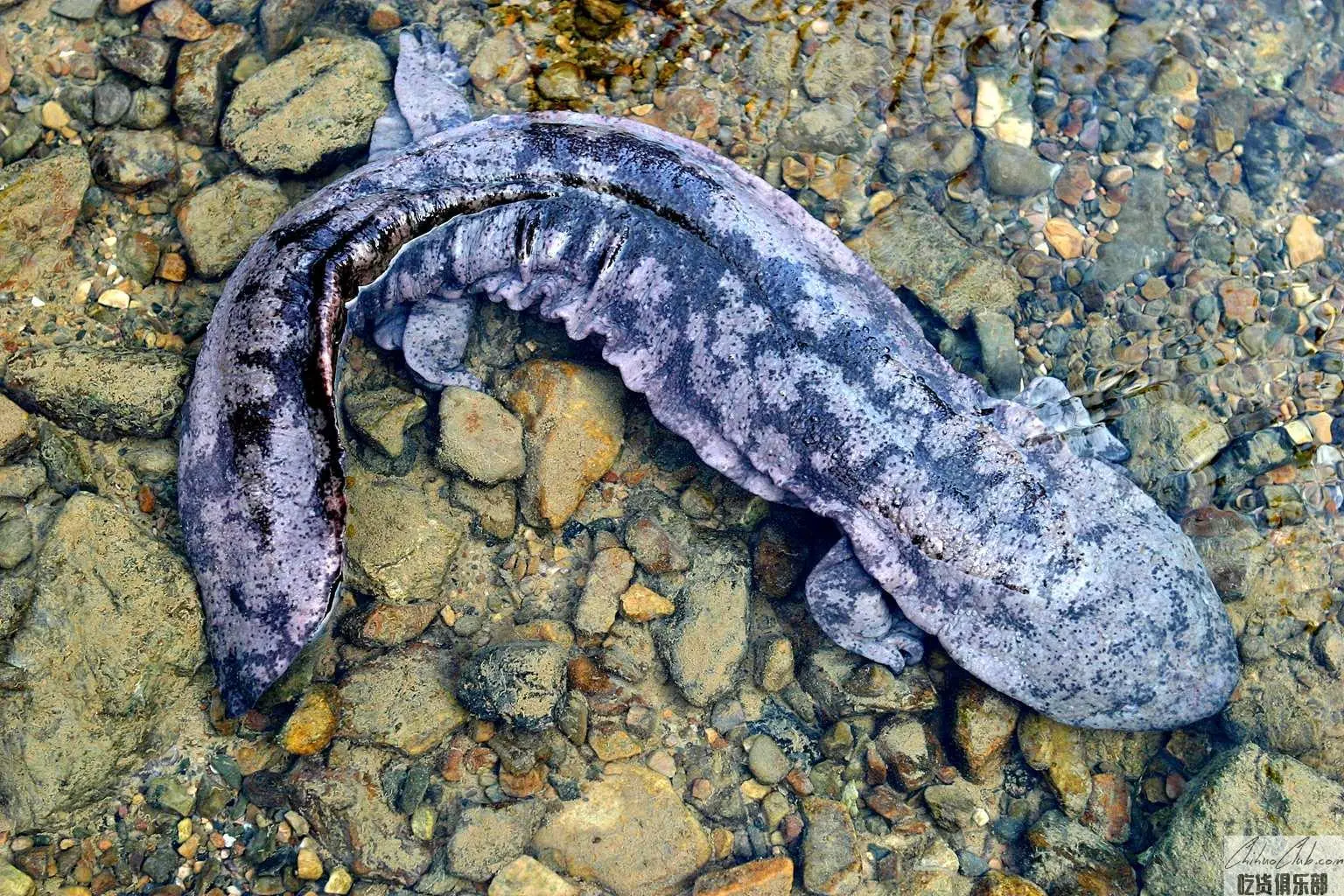 Zhangjiajie giant salamander