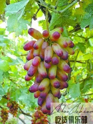 Zhangjiawan Grape (Zhangwan Grape)