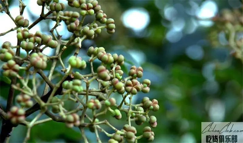 樟树吴茱萸