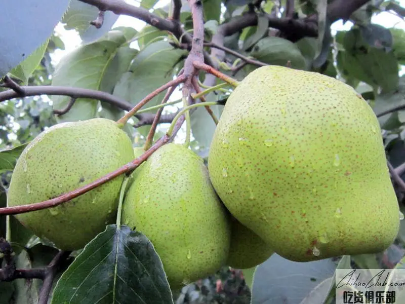 Zhaoxian Snowflake Pear (Zhaozhou Snowflake Pear)