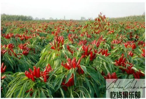 Zhecheng Chili