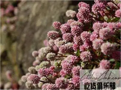 Zhijin Polygonum capitatum