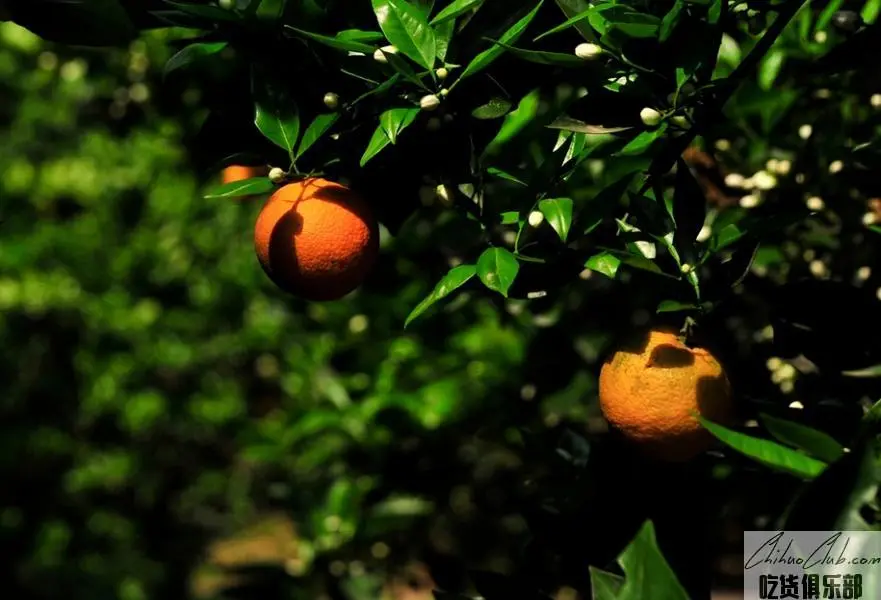 Zhongxian Citrus