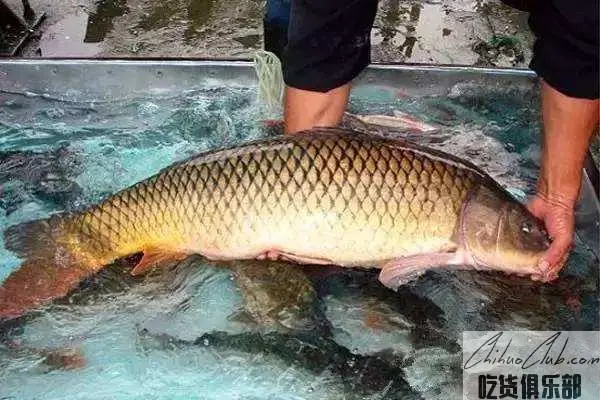 Zhouhe carp