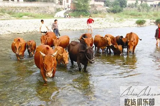 Zhushan Yunba Yellow Cattle