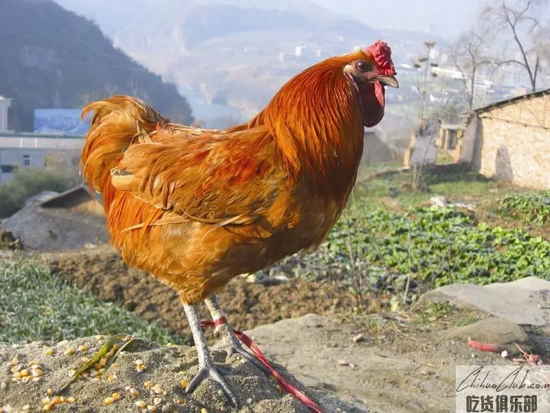 Zhushan yunyang Big Chicken