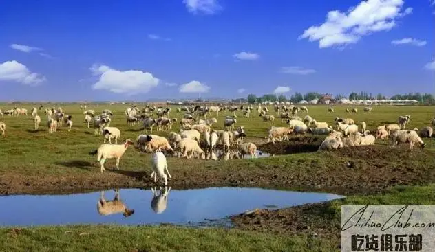 阿拉善蒙古羊