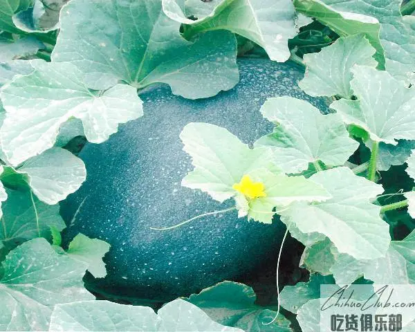 安迪尔甜瓜