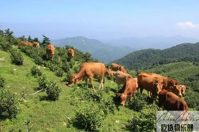 安龙黄牛