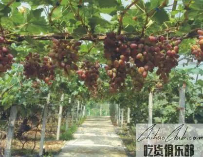 Anren grape